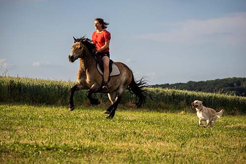 Maria Hering reitet im Galopp auf einem Pferd. Neben ihr trabt ihre Therapiebegleithündin Happy ohne Leine mit wachem Blick zu ihr.